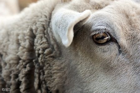 Ojos de oveja