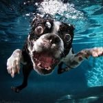 Perros bajo el agua, por Seth Casteel