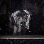 ‘The Silence of Dogs in Cars’ – La espera de los perros por sus dueños