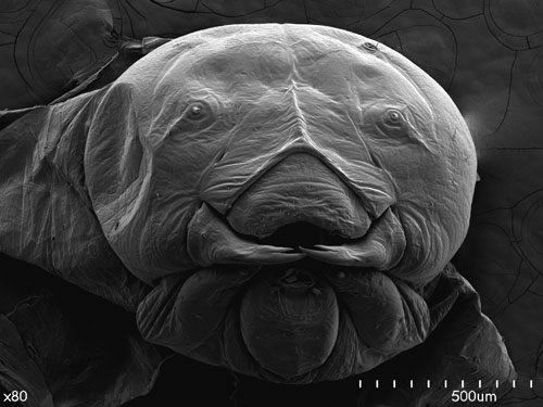 larva abeja microscopio