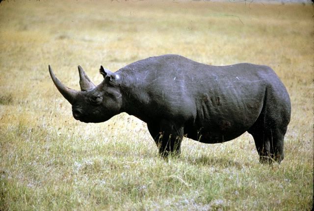  Rinoceronte Negro Occidental.
