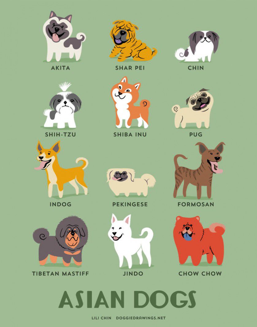 Razas de perros Asia