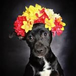 Un proyecto fotográfico que ayuda a los perros abandonados a encontrar un hogar