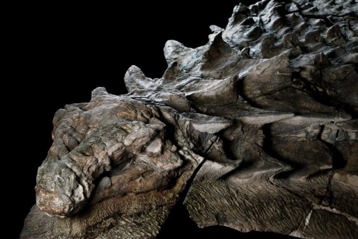 Resultado de imagen de nodosaurus intacto piel alberta tyrrell
