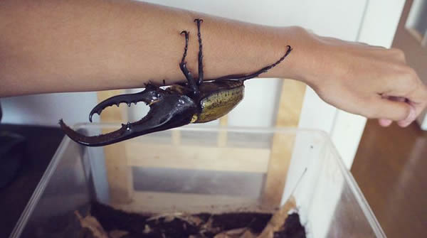 Escarabajo Hercules (39)