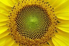 Fibonacci en la flores (9)