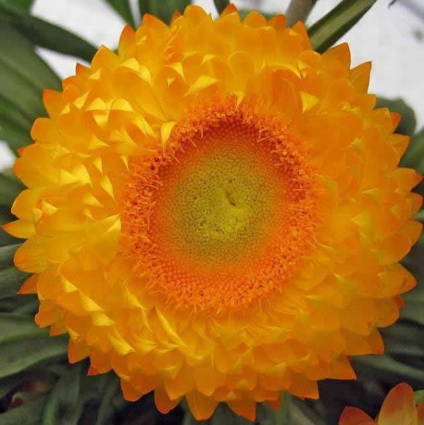 Fibonacci en la flores (4)