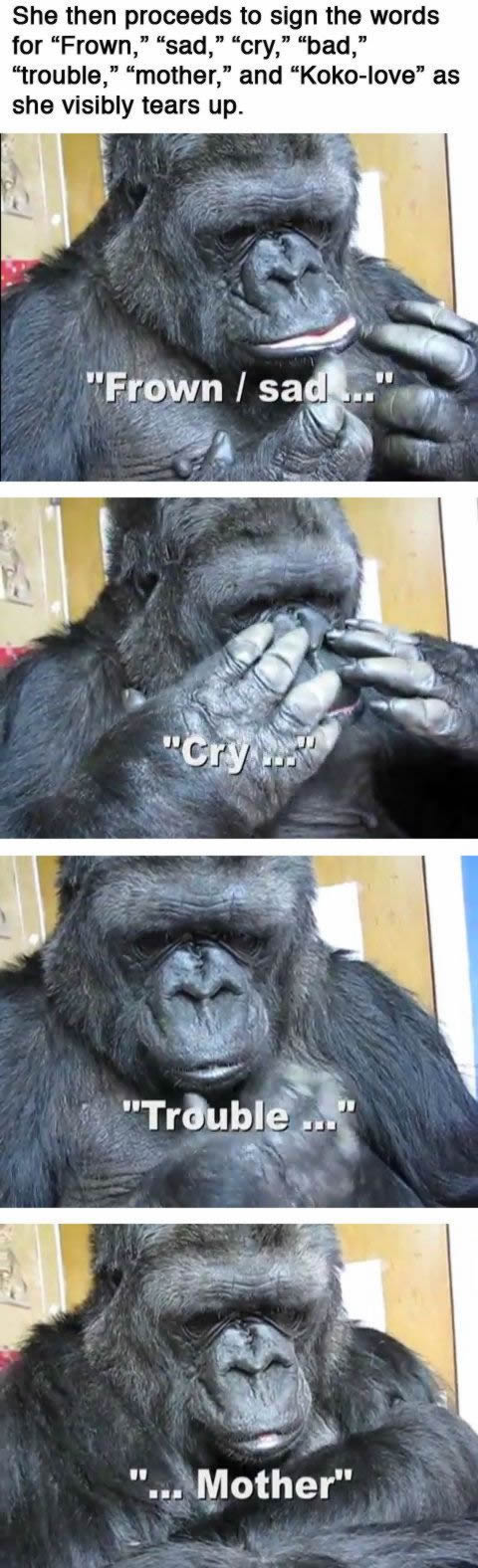 Koko, el gorila