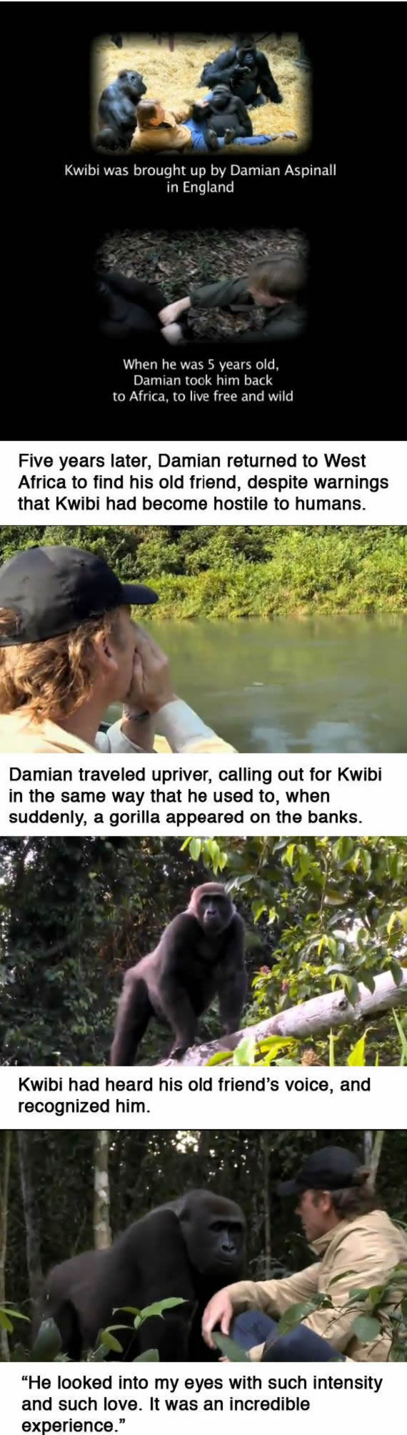 Kwibi gorila