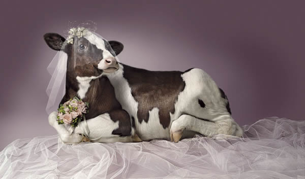 vaca novia