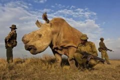 Rinoceronte Blanco Brent Stirton