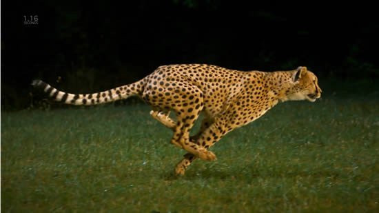 guepardo en cámara lenta