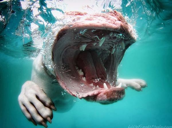 Underwater Dogs Seth Casteel (9)
