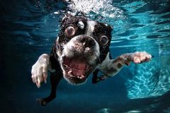 Underwater Dogs Seth Casteel (2)