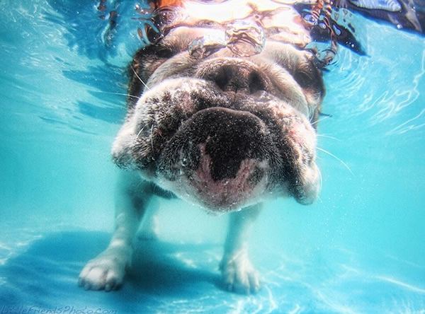 Underwater Dogs Seth Casteel (8)