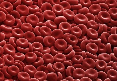 globulos rojos sangre