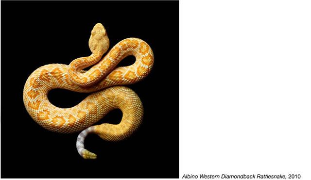 fotos serpientes - Serpentine Mark Laita (18)