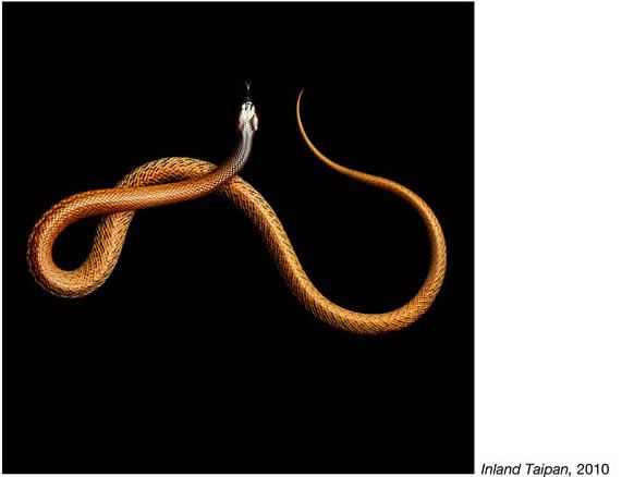 fotos serpientes - Serpentine Mark Laita (8)