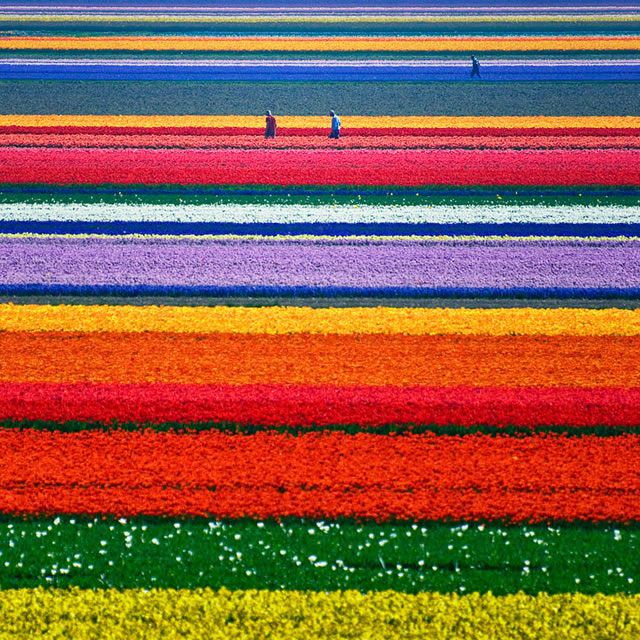 Campos de Tulipanes, Holanda