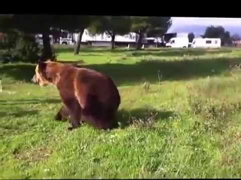 trucos osos
