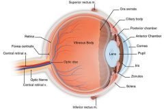 anatomia ojo