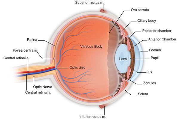 anatomia ojo