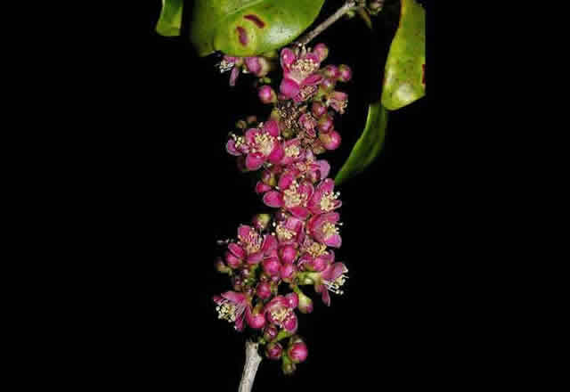Eugenia petrikensis