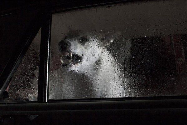 The Silence of Dogs in Cars (5)
