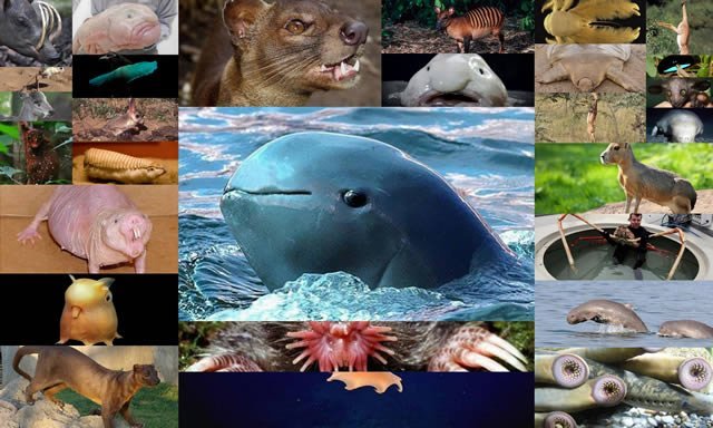 21 extraños animales que probablemente nunca has visto antes
