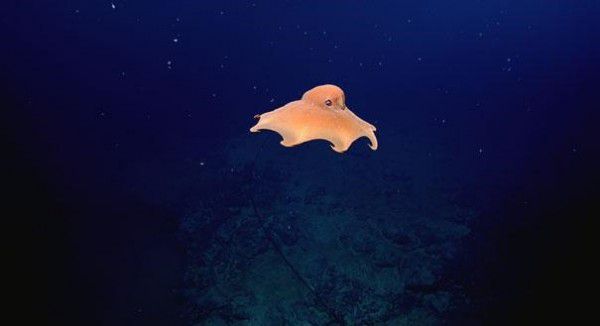 Grimpoteuthis 2
