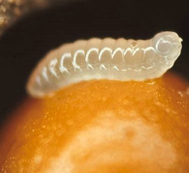 larva abeja