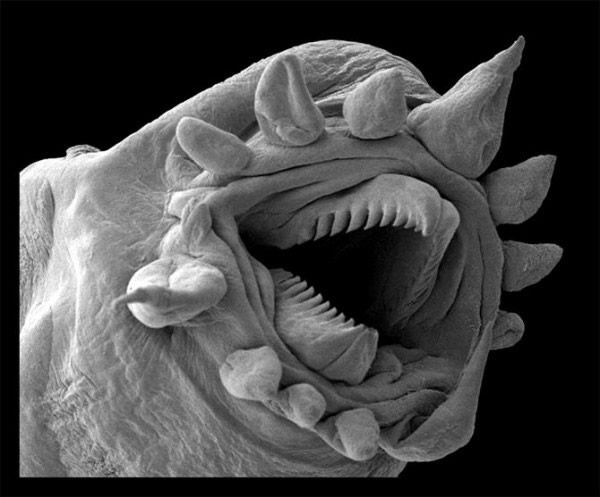 gusanos de los respiraderos hidrotermales
