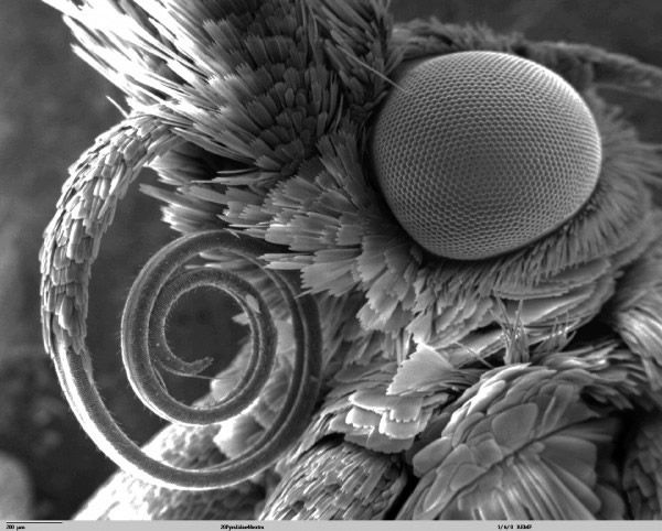 mariposa al microscopio