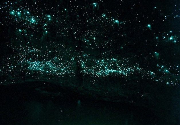 Glowworm Caves Nueva Zelanda (6)