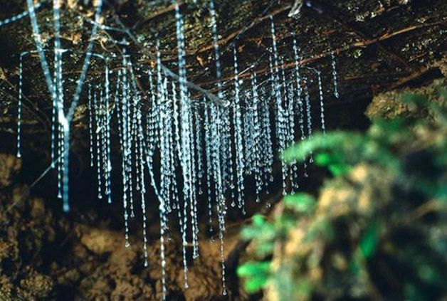Glowworm Caves Nueva Zelanda (2)