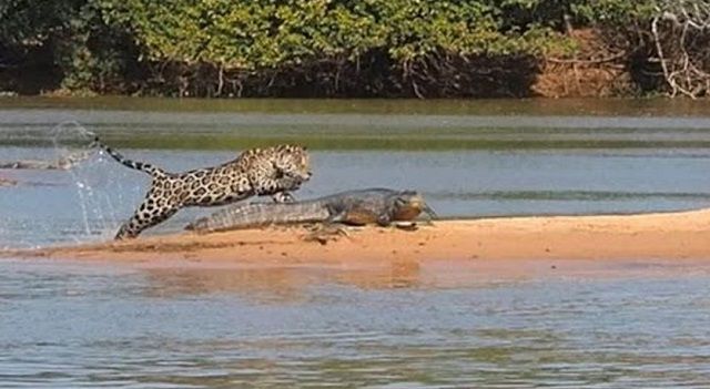 Caimán atacado por un jaguar