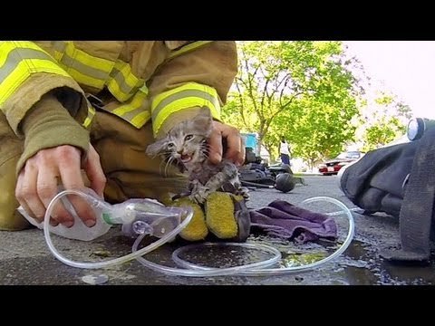 Salvando gatito de un incendio