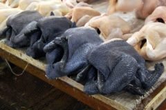 Pollos Negros Silkies (4)
