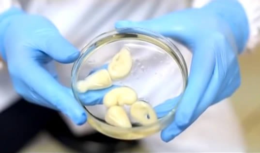 Científicos chinos producen un riñón vivo en impresora 3D