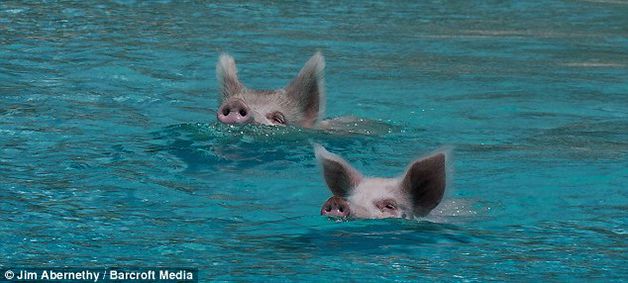 isla cerdos bahamas (5)