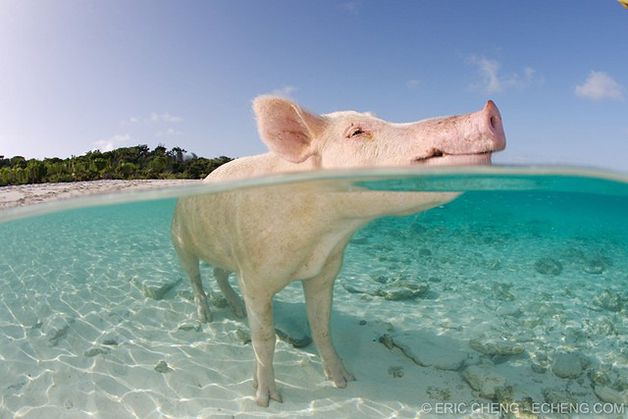 isla cerdos bahamas (11)