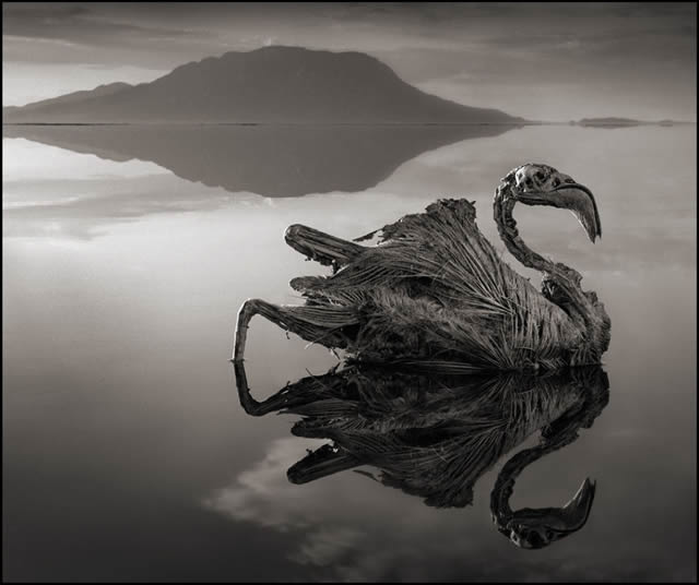 animales petrificados lago natron Nick Brandt (1)