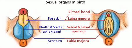 organos genitales