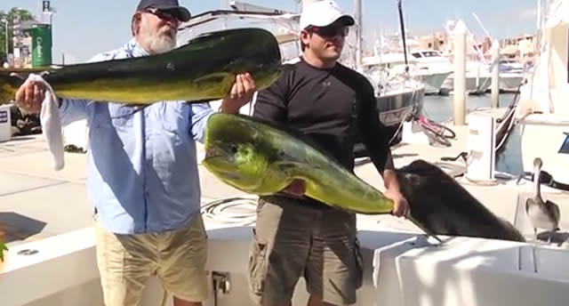 León marino roba 'trofeo' a pescador