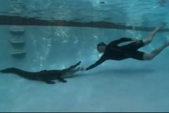 Cómo retirar un cocodrilo de una piscina sólo con las manos