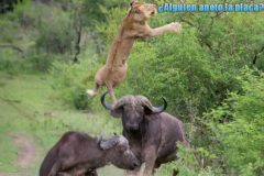 León vs Búfalo