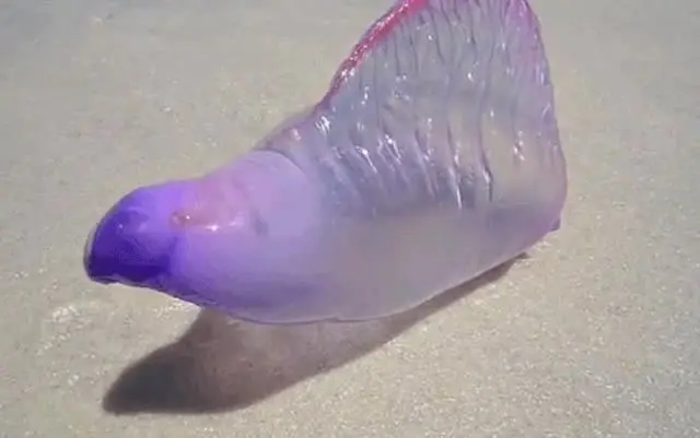 Rara criatura de mar parece un globo purpura - Marcianos