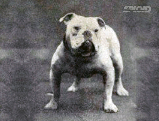 Bulldog Ingles raza perro
