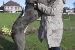 Freedy, el perro más grande de Gran Bretaña