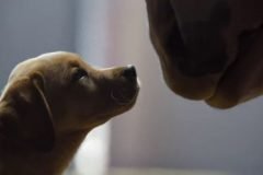 Puppy Love comercial Super Bowl (3)